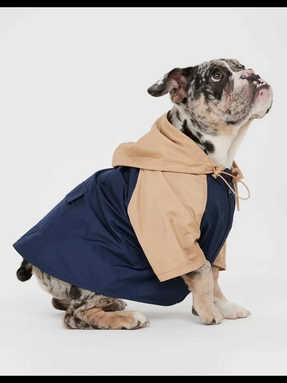 Off Leash By Aerie Navy & Tan Windbreaker Dog Coat with Hood